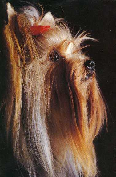 Elfin Beauty du Houlme