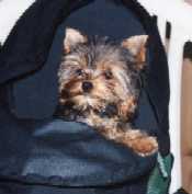 Bébé Yorkshire dans un sac à dos